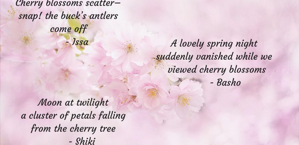 Verseday - Cherry Blossom Haikus